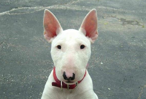 孙红雷犬是什么品种(诺基犬是什么品种) - 警犬训练器材厂家 _警犬训练用品_工作犬训练用品-南京开久警犬装备-警犬训练器材厂家 _警犬训练用品_工作犬训练用品-南京开久警犬装备