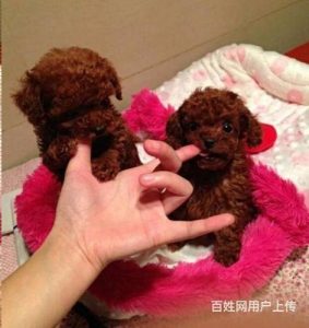 女泰迪犬的名字大全(黑泰迪犬的名字大全)-警犬训练器材厂家 _警犬训练用品_工作犬训练用品-南京开久警犬装备