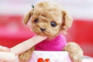 茶杯犬的特点和性格(茶杯犬的特点和性格样子作文)-警犬训练器材厂家 _警犬训练用品_工作犬训练用品-南京开久警犬装备