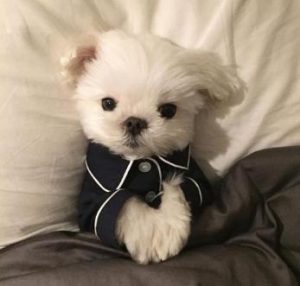 茶杯犬的外貌和特点(茶杯犬的外貌和特点作文)-警犬训练器材厂家 _警犬训练用品_工作犬训练用品-南京开久警犬装备