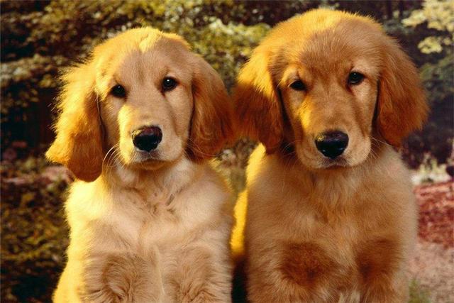 宠物狗智商排名(小型宠物狗智商排名) - 警犬训练器材厂家 _警犬训练用品_工作犬训练用品-南京开久警犬装备-警犬训练器材厂家 _警犬训练用品_工作犬训练用品-南京开久警犬装备