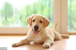 拉布拉多犬的性格(拉布拉多犬的性格)-警犬训练器材厂家 _警犬训练用品_工作犬训练用品-南京开久警犬装备