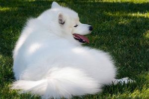 爱斯基摩犬的优缺点(爱斯基摩犬多少钱)-警犬训练器材厂家 _警犬训练用品_工作犬训练用品-南京开久警犬装备