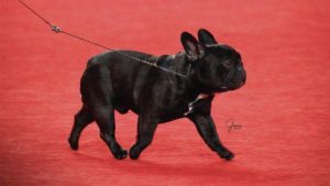 斗牛犬可以长到多大，斗牛犬长多大就不长了-警犬训练器材厂家 _警犬训练用品_工作犬训练用品-南京开久警犬装备