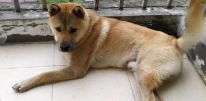 白色狮子狗是什么品种？lol狮子狗是什么品种-警犬训练器材厂家 _警犬训练用品_工作犬训练用品-南京开久警犬装备