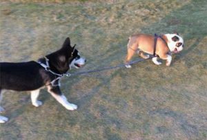 遛狗时狗拉着人走(遛狗时狗拉着人走怎么办)-警犬训练器材厂家 _警犬训练用品_工作犬训练用品-南京开久警犬装备