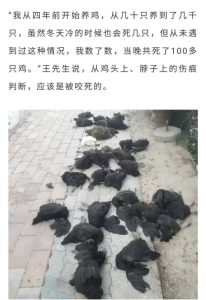 狗咬死的鸡能吃吗？被自己家养的狗咬死的鸡能吃吗-警犬训练器材厂家 _警犬训练用品_工作犬训练用品-南京开久警犬装备