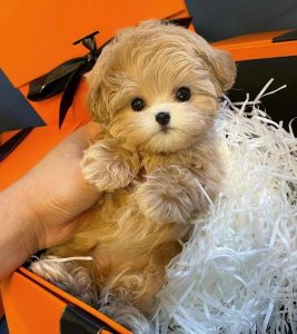 马尔济斯犬太难养了(马尔济斯犬好养吗?)-警犬训练器材厂家 _警犬训练用品_工作犬训练用品-南京开久警犬装备