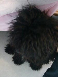 黑色长毛中型犬(白色长毛中型犬)-警犬训练器材厂家 _警犬训练用品_工作犬训练用品-南京开久警犬装备