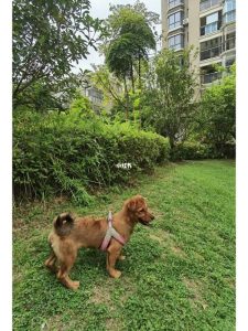 厦门养狗  厦门养狗证怎么办理-警犬训练器材厂家 _警犬训练用品_工作犬训练用品-南京开久警犬装备