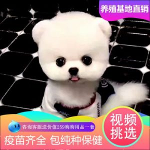 茶杯犬最便宜多少(最便宜的茶杯犬多少)萌宠-警犬训练器材厂家 _警犬训练用品_工作犬训练用品-南京开久警犬装备