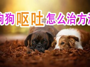 小狗吐还拉肚子是怎么回事(狗狗呕吐拉肚子是怎么回事)-警犬训练器材厂家 _警犬训练用品_工作犬训练用品-南京开久警犬装备
