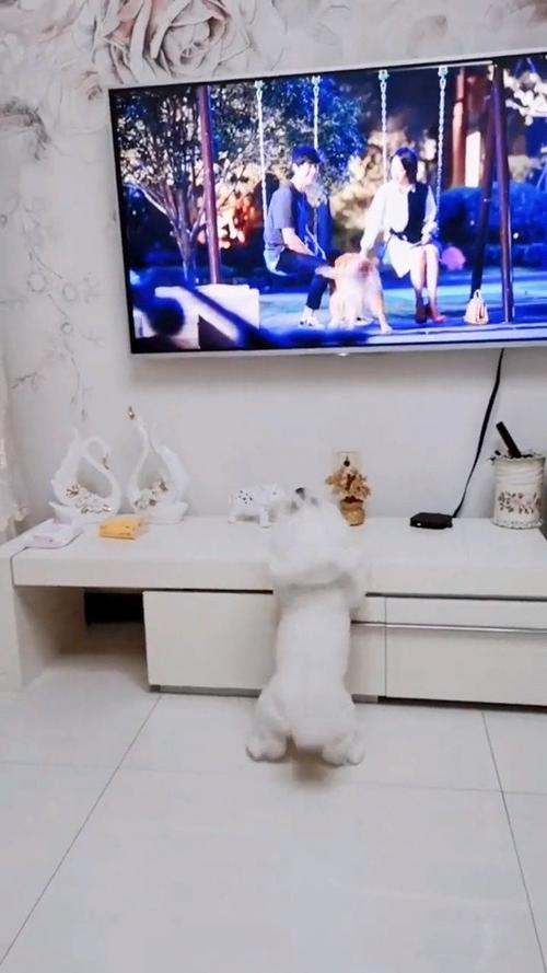 狗狗的电视节目(狗狗看的电视节目) - 警犬训练器材厂家 _警犬训练用品_工作犬训练用品-南京开久警犬装备-警犬训练器材厂家 _警犬训练用品_工作犬训练用品-南京开久警犬装备