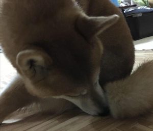 狗狗老是舔自己的尿道是怎么回事(狗狗为什么老舔尿的地方)-警犬训练器材厂家 _警犬训练用品_工作犬训练用品-南京开久警犬装备