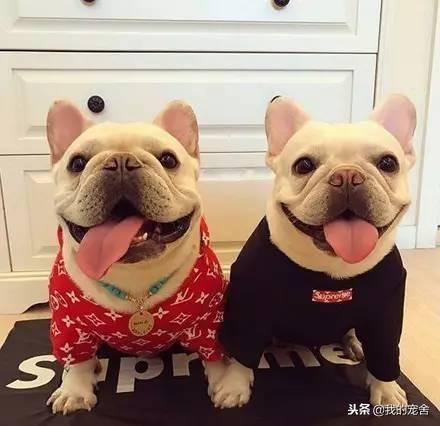 波士顿斗牛犬(斗牛犬价格) - 警犬训练器材厂家 _警犬训练用品_工作犬训练用品-南京开久警犬装备-警犬训练器材厂家 _警犬训练用品_工作犬训练用品-南京开久警犬装备