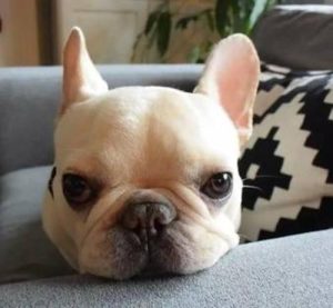 什么狗不掉毛(什么狗不掉毛适合家里养)-警犬训练器材厂家 _警犬训练用品_工作犬训练用品-南京开久警犬装备