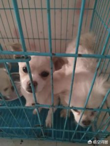 狗食注意些什么？自己给狗洗澡注意什么-警犬训练器材厂家 _警犬训练用品_工作犬训练用品-南京开久警犬装备