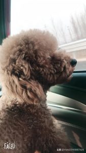 小狗适合吃什么？狗都吃些什么-警犬训练器材厂家 _警犬训练用品_工作犬训练用品-南京开久警犬装备