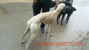 格力犬多少钱(格力犬多少钱一斤)-警犬训练器材厂家 _警犬训练用品_工作犬训练用品-南京开久警犬装备