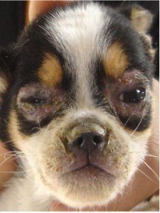 犬瘟热怎么引起的？急性犬瘟热怎么引起的-警犬训练器材厂家 _警犬训练用品_工作犬训练用品-南京开久警犬装备