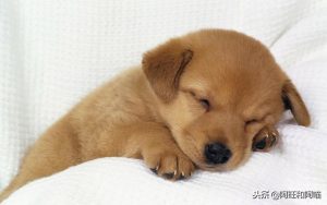 狗窝 ***  *** 户外(狗窝 ***  *** 及 *** )-警犬训练器材厂家 _警犬训练用品_工作犬训练用品-南京开久警犬装备