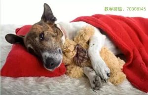 狗狗发烧了吃什么药好(狗狗发烧了吃什么药好得快请播放绝世千金)-警犬训练器材厂家 _警犬训练用品_工作犬训练用品-南京开久警犬装备