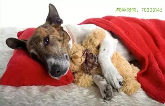 狗狗发烧了吃什么药好(狗狗发烧了吃什么药好得快请播放绝世千金) - 警犬训练器材厂家 _警犬训练用品_工作犬训练用品-南京开久警犬装备-警犬训练器材厂家 _警犬训练用品_工作犬训练用品-南京开久警犬装备