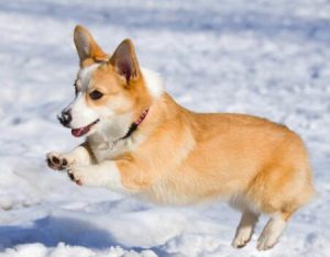 正宗柯基犬应该长什么样啊(柯基的样子)-警犬训练器材厂家 _警犬训练用品_工作犬训练用品-南京开久警犬装备