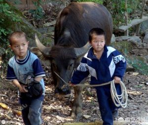 蝴蝶犬能长多大蝴蝶犬能长到2030厘米-警犬训练器材厂家 _警犬训练用品_工作犬训练用品-南京开久警犬装备