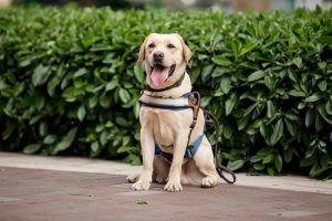 导盲犬选择_导盲犬作文-警犬训练器材厂家 _警犬训练用品_工作犬训练用品-南京开久警犬装备