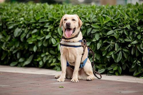 导盲犬选择_导盲犬作文 - 警犬训练器材厂家 _警犬训练用品_工作犬训练用品-南京开久警犬装备-警犬训练器材厂家 _警犬训练用品_工作犬训练用品-南京开久警犬装备