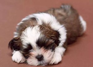 怕狗会遗传吗(怕狗是基因遗传吗)-警犬训练器材厂家 _警犬训练用品_工作犬训练用品-南京开久警犬装备