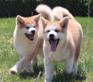 *** 秋田犬介绍( *** 秋田犬多少钱)-警犬训练器材厂家 _警犬训练用品_工作犬训练用品-南京开久警犬装备