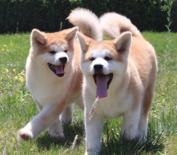 *** 秋田犬介绍( *** 秋田犬多少钱) - 警犬训练器材厂家 _警犬训练用品_工作犬训练用品-南京开久警犬装备-警犬训练器材厂家 _警犬训练用品_工作犬训练用品-南京开久警犬装备