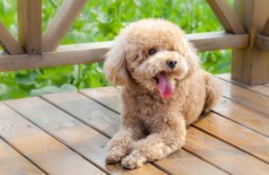 养泰迪狗的好坏(养泰迪狗注意事项)-警犬训练器材厂家 _警犬训练用品_工作犬训练用品-南京开久警犬装备