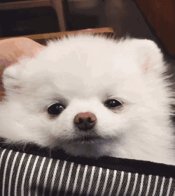 狗狗害怕狗狗怎么处理？打狗狗狗狗害怕会发抖吗-警犬训练器材厂家 _警犬训练用品_工作犬训练用品-南京开久警犬装备