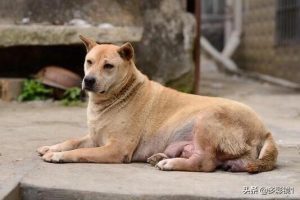 虎斑犬怎么看纯不纯(虎斑暹罗怎么看品相)-警犬训练器材厂家 _警犬训练用品_工作犬训练用品-南京开久警犬装备