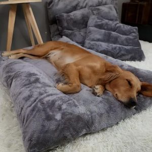 狗狗为什么喜欢睡门口(狗狗为什么喜欢睡门口)-警犬训练器材厂家 _警犬训练用品_工作犬训练用品-南京开久警犬装备