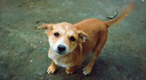 狗咬人的表现(狗咬人后狗会有什么表现)-警犬训练器材厂家 _警犬训练用品_工作犬训练用品-南京开久警犬装备