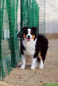 如何训练边境牧羊犬?如何训练边境牧羊犬接飞盘-警犬训练器材厂家 _警犬训练用品_工作犬训练用品-南京开久警犬装备