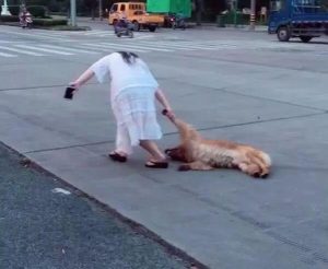 遛狗狗老是拖着人走怎么办-警犬训练器材厂家 _警犬训练用品_工作犬训练用品-南京开久警犬装备