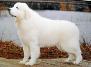 像白熊的是什么狗(小白熊是什么狗)-警犬训练器材厂家 _警犬训练用品_工作犬训练用品-南京开久警犬装备