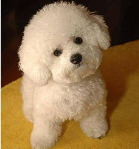 白色贵宾犬 *** (白色巨贵犬 *** ) - 警犬训练器材厂家 _警犬训练用品_工作犬训练用品-南京开久警犬装备-警犬训练器材厂家 _警犬训练用品_工作犬训练用品-南京开久警犬装备