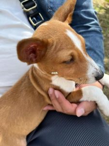 巴辛吉犬什么价(巴辛吉犬幼犬)-警犬训练器材厂家 _警犬训练用品_工作犬训练用品-南京开久警犬装备