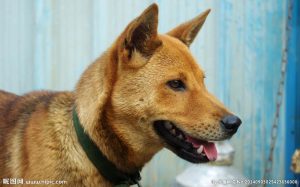 狗黄价格多少一克(狗黄的价格多少钱一斤)-警犬训练器材厂家 _警犬训练用品_工作犬训练用品-南京开久警犬装备