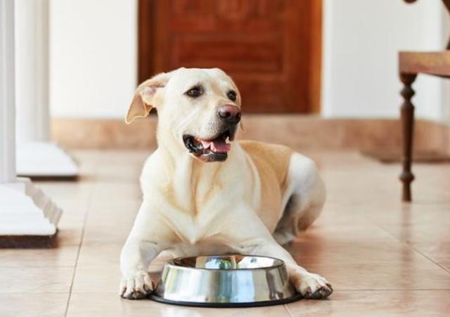 狗狗来例假怎么办(狗狗来例假怎么办?) - 警犬训练器材厂家 _警犬训练用品_工作犬训练用品-南京开久警犬装备-警犬训练器材厂家 _警犬训练用品_工作犬训练用品-南京开久警犬装备