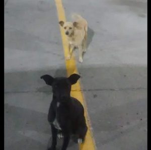 狗狗领养爱狗网:有没有愿意收养小狗狗的-警犬训练器材厂家 _警犬训练用品_工作犬训练用品-南京开久警犬装备