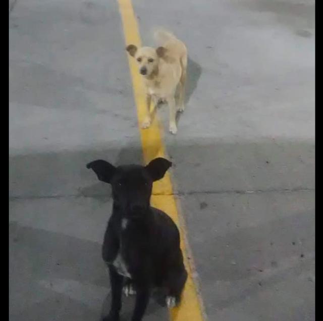 狗狗领养爱狗网:有没有愿意收养小狗狗的 - 警犬训练器材厂家 _警犬训练用品_工作犬训练用品-南京开久警犬装备-警犬训练器材厂家 _警犬训练用品_工作犬训练用品-南京开久警犬装备