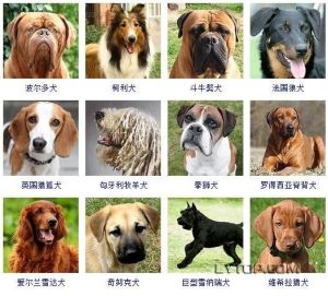 狗的品种名称大全(狗的名称有哪些)-警犬训练器材厂家 _警犬训练用品_工作犬训练用品-南京开久警犬装备