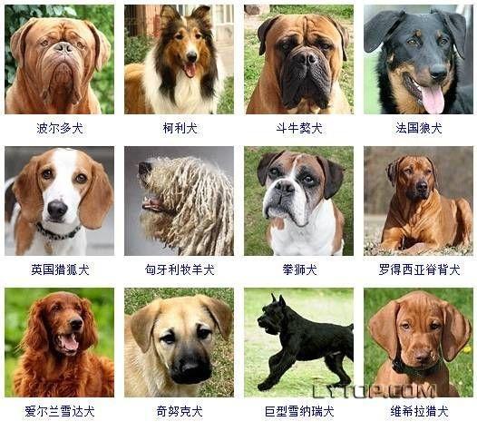 狗的品种名称大全(狗的名称有哪些) - 警犬训练器材厂家 _警犬训练用品_工作犬训练用品-南京开久警犬装备-警犬训练器材厂家 _警犬训练用品_工作犬训练用品-南京开久警犬装备